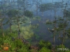 WLD-bayou-screen-BS